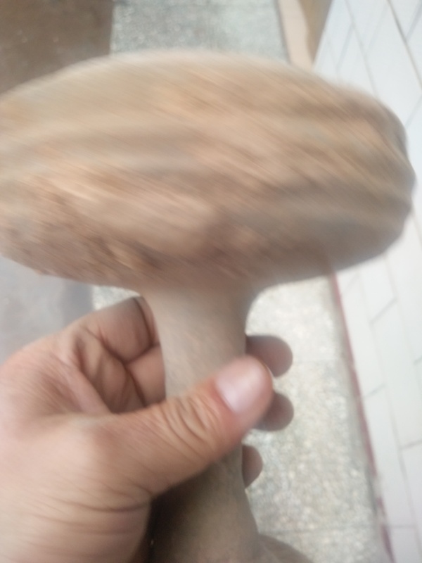 古玩陶瓷陶高足豆不議價(jià)拍賣(mài),當(dāng)前價(jià)格999元