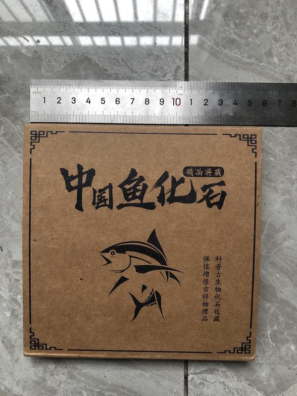 古玩雜項狼鰭魚**標本拍賣，當前價格1680元