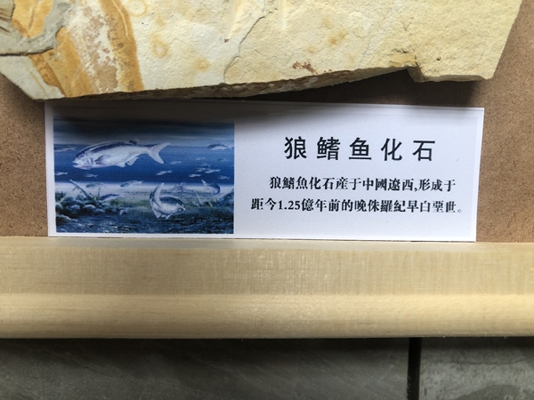 古玩雜項狼鰭魚**標本拍賣，當前價格1680元