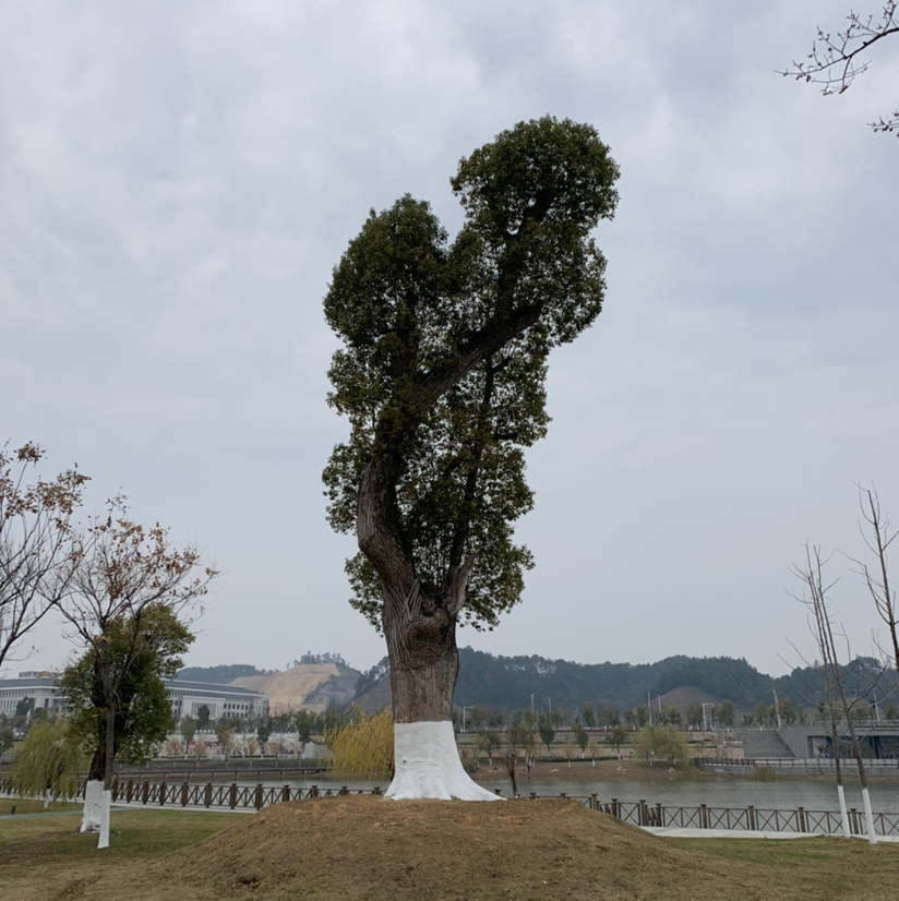 域鑒柚子狠甜的店鋪