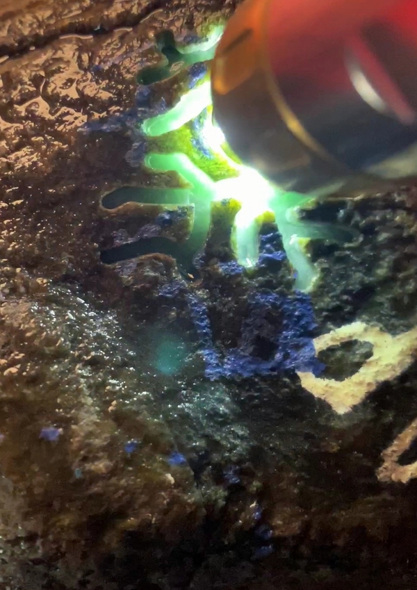 古玩玉器翡翠原石拍賣,當前價格1500元