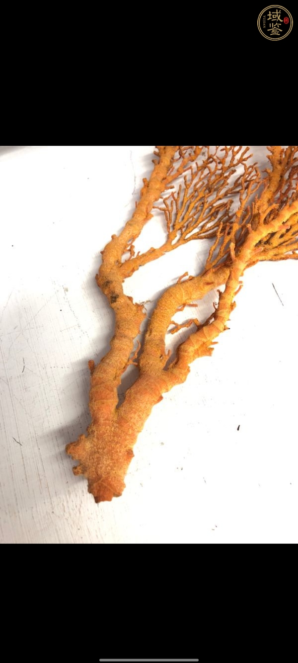 古玩珊瑚树原枝真品鉴赏图