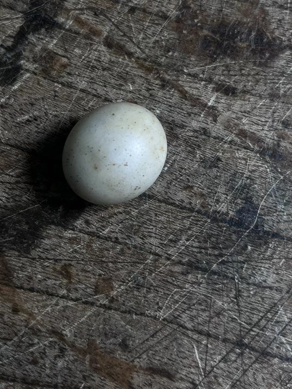 古玩陶瓷隋唐.滑石蛋【三星堆同款】拍賣,當前價格1000元