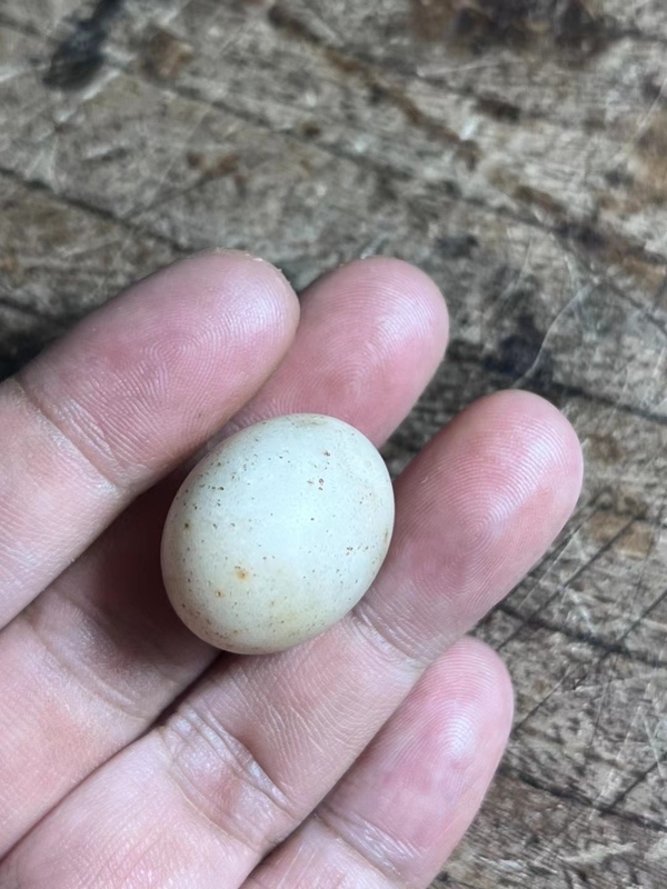 古玩陶瓷隋唐.滑石蛋【三星堆同款】拍賣,當前價格1000元