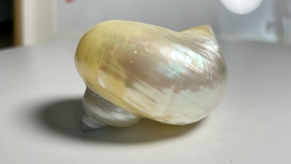 古玩雜項(xiàng)海貝殼 化 shi拍賣,當(dāng)前價格160元
