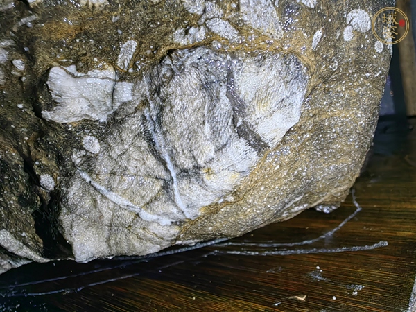 古玩雜項海洋生物沉積巖化石真品鑒賞圖