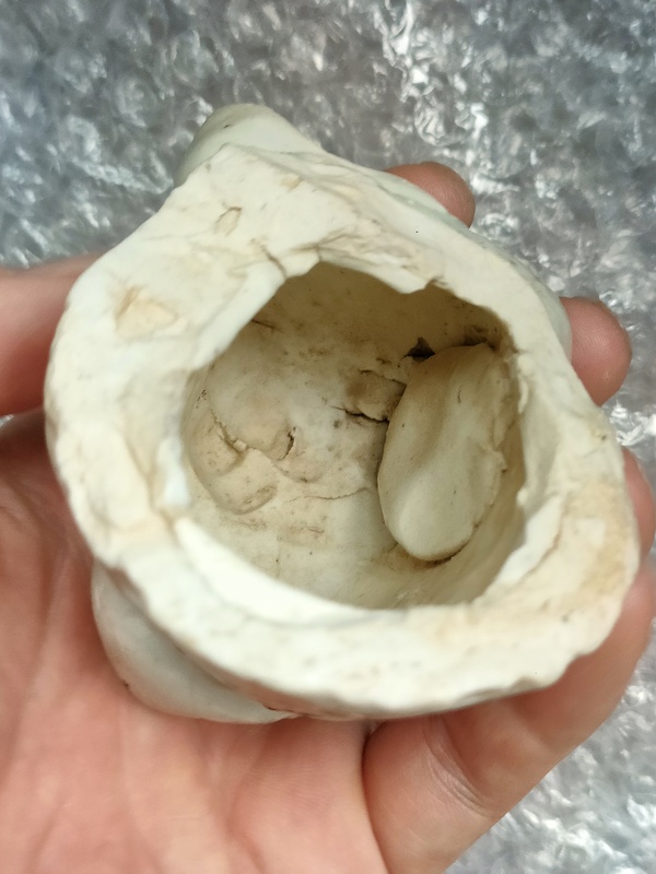 古玩陶瓷景德鎮(zhèn)青白釉獅子頭標(biāo)本(湖田窯瓷塑)拍賣，當(dāng)前價(jià)格800元