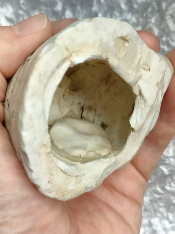 古玩陶瓷景德鎮(zhèn)青白釉獅子頭標(biāo)本(湖田窯瓷塑)拍賣，當(dāng)前價(jià)格800元