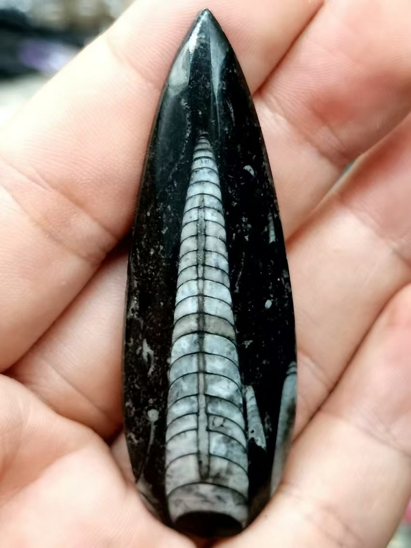 古玩雜項遠古生物hua石《角石》,可做吊墜掛件拍賣,當前價格666元