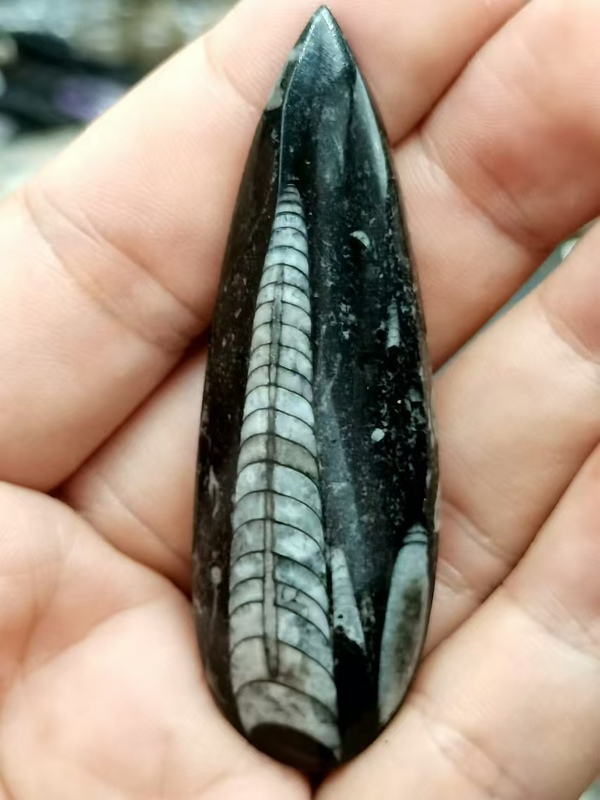 古玩雜項遠古生物hua石《角石》,可做吊墜掛件拍賣,當前價格666元