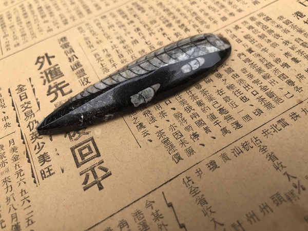 古玩雜項遠古生物hua石《角石》,可做吊墜掛件拍賣,當前價格666元