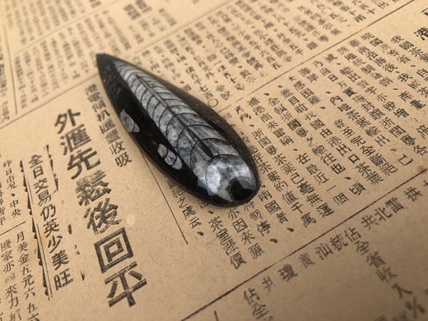 古玩雜項遠古生物hua石《角石》,可做吊墜掛件拍賣,當前價格666元