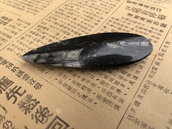 古玩雜項遠古生物hua石《角石》,可做吊墜掛件拍賣,當前價格666元