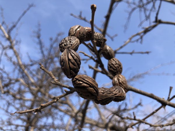 古玩雜項宋代.桃核串(已碳化)   推薦理由:幾千年來最無爭議的辟邪之物拍賣，當(dāng)前價格0元