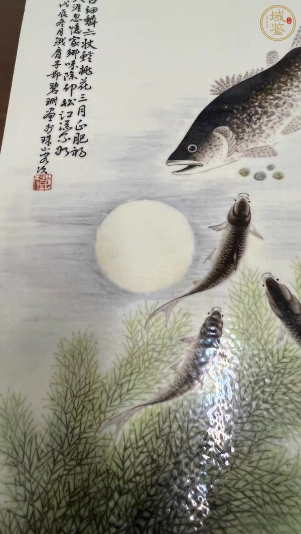 古玩陶瓷淺降彩魚藻紋真品鑒賞圖