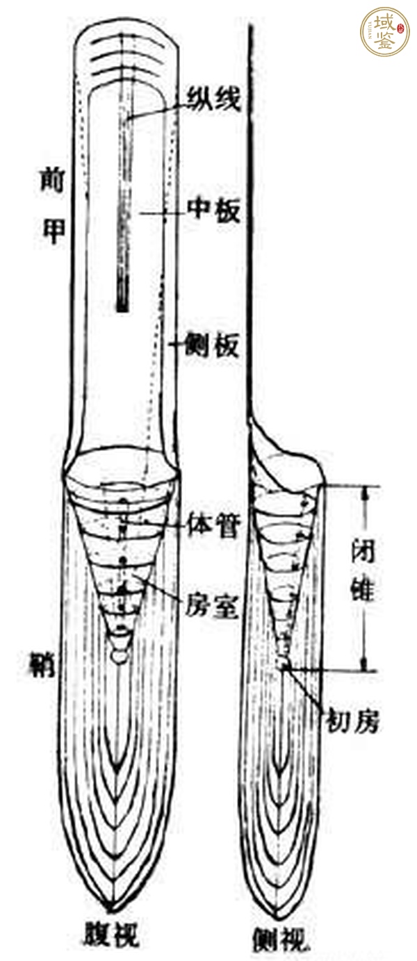 古玩雜項(xiàng)烏賊的頭骨化石真品鑒賞圖