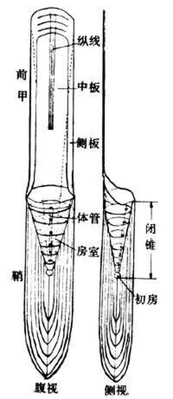 古玩雜項(xiàng)文化期.箭石(已玉化，烏賊的*頭gu*化*石)拍賣，當(dāng)前價(jià)格0元