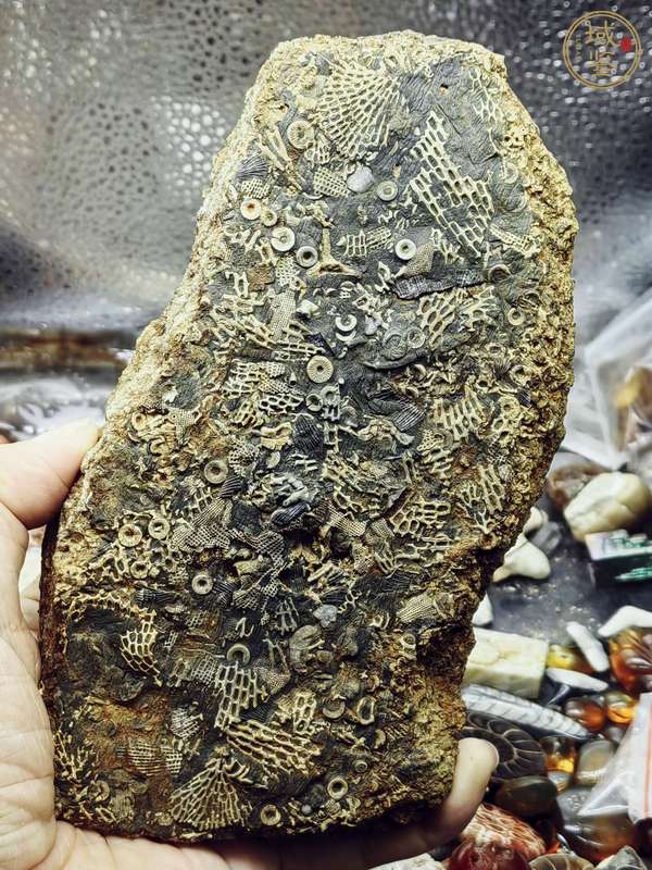 古玩雜項(xiàng)古生物化石真品鑒賞圖