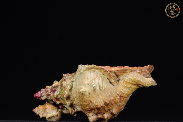 古玩陶瓷仿生海螺真品鑒賞圖