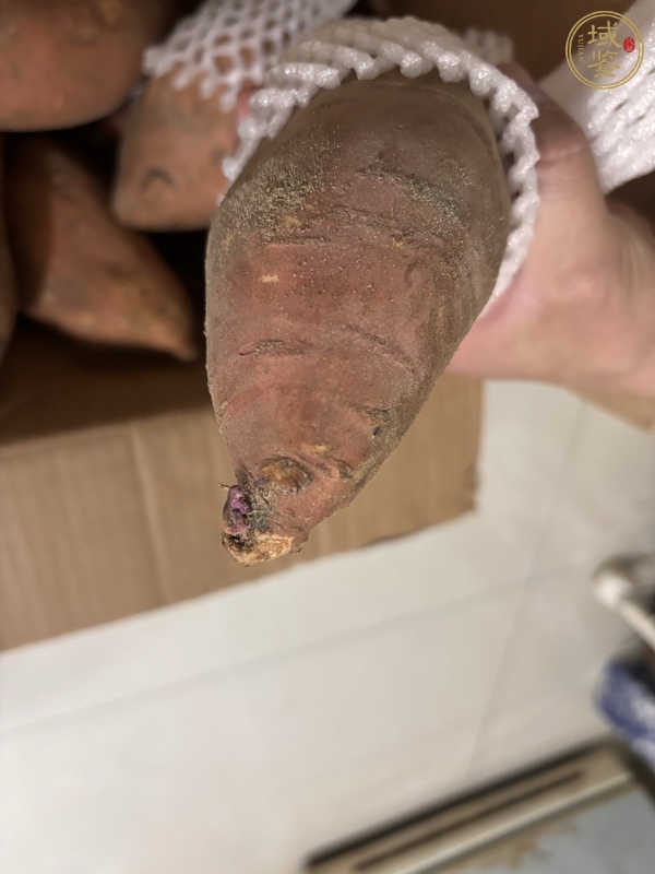 古玩雜項牙真品鑒賞圖