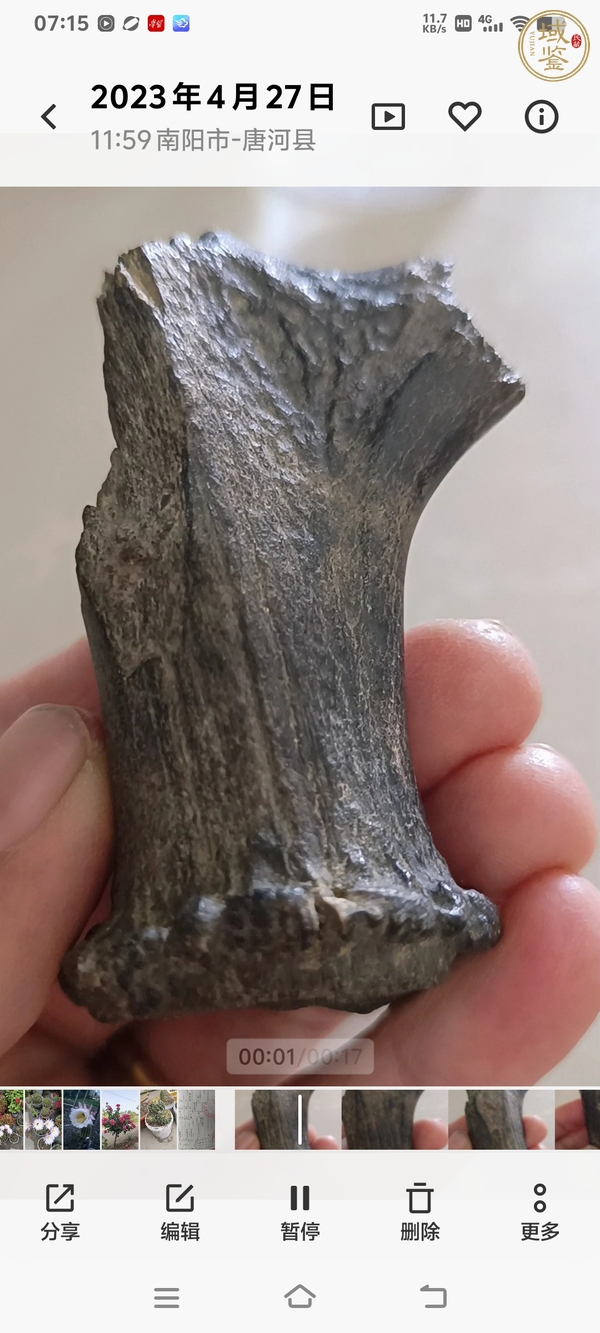 古玩雜項鹿角化石真品鑒賞圖