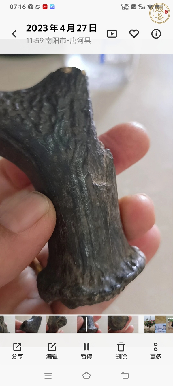 古玩雜項鹿角化石真品鑒賞圖