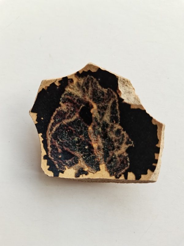 古玩陶瓷吉州窯木葉標本拍賣,當前價格0元