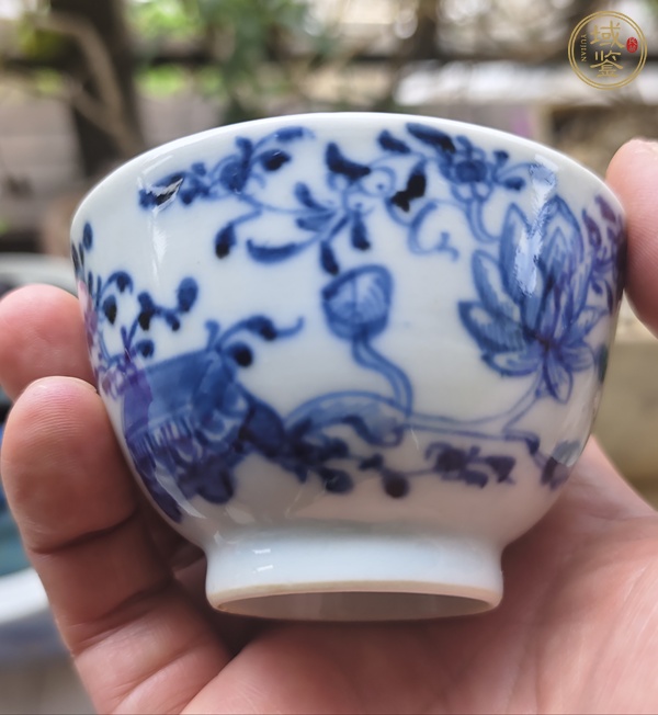古玩雍正青花杯碟真品鑒賞圖
