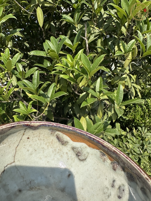 古玩陶瓷鈞紅釉香爐真品鑒賞圖