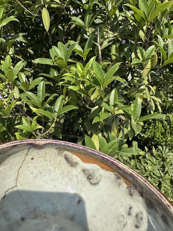 古玩陶瓷清 乾隆紅釉缽式爐標本拍賣，當前價格999元
