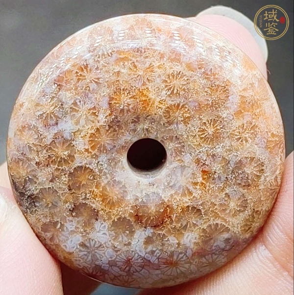 古玩珊瑚化石平安扣真品鑒賞圖