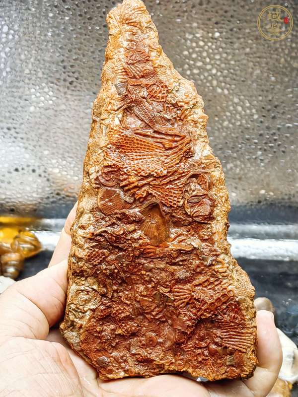 古玩海洋生物化石真品鑒賞圖