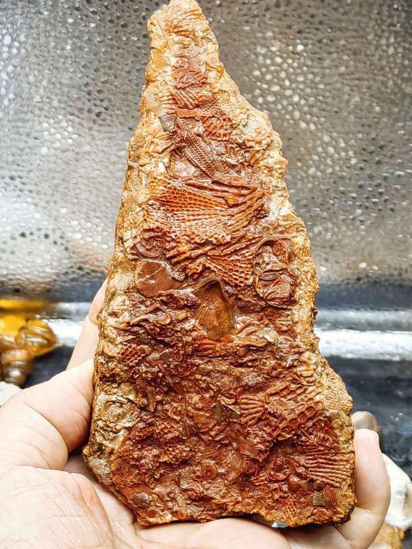 古玩轉(zhuǎn)賣文化期.海洋生物 化 石 集合體拍賣，當(dāng)前價格688元