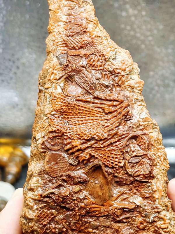古玩雜項(xiàng)文化期.海洋生物 化 石 集合體拍賣，當(dāng)前價(jià)格0元