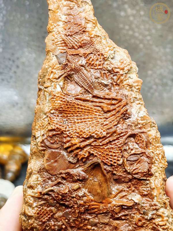 古玩雜項海洋生物化石真品鑒賞圖
