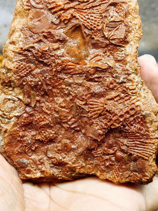 古玩雜項(xiàng)文化期.海洋生物 化 石 集合體拍賣，當(dāng)前價(jià)格0元