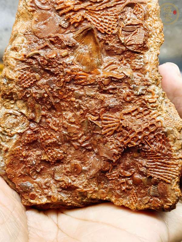 古玩雜項海洋生物化石真品鑒賞圖