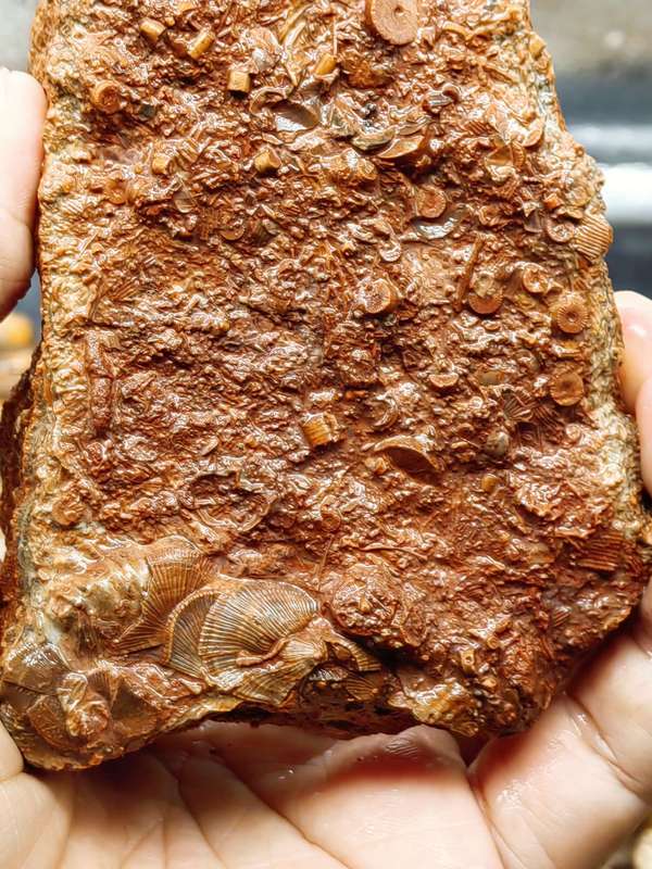 古玩雜項(xiàng)文化期.海洋生物 化 石 集合體拍賣，當(dāng)前價(jià)格0元