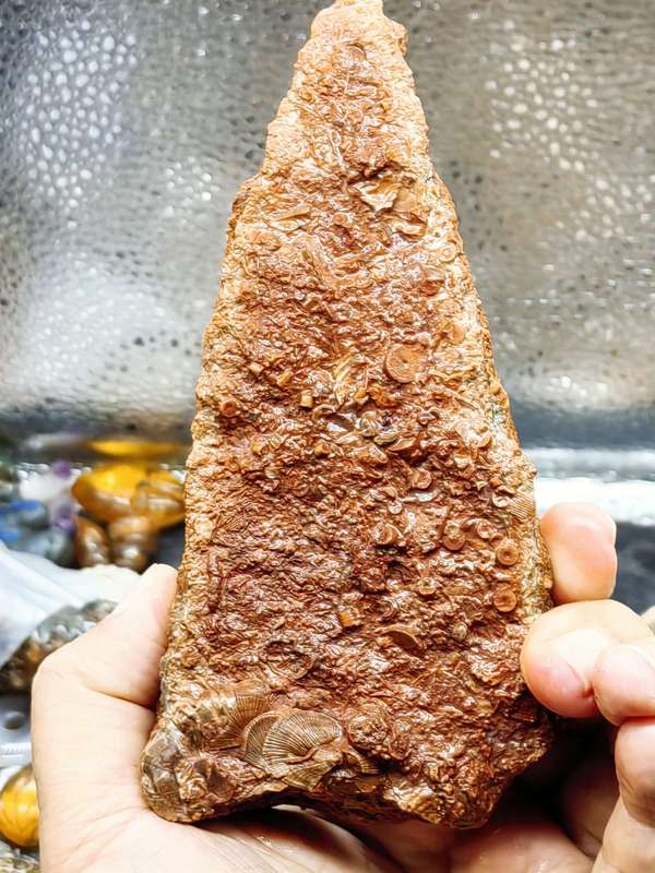 古玩雜項(xiàng)文化期.海洋生物 化 石 集合體拍賣，當(dāng)前價(jià)格0元