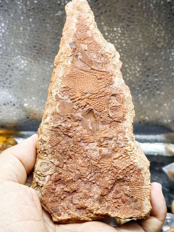 古玩雜項(xiàng)文化期.海洋生物 化 石 集合體拍賣，當(dāng)前價(jià)格0元