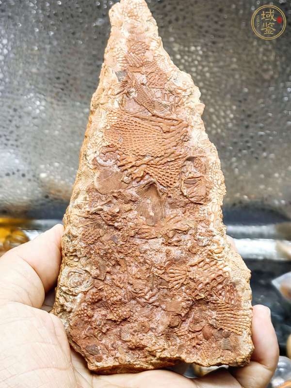 古玩雜項海洋生物化石真品鑒賞圖