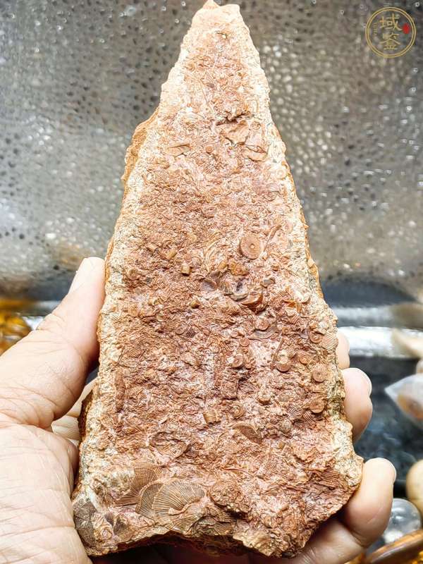 古玩雜項海洋生物化石真品鑒賞圖