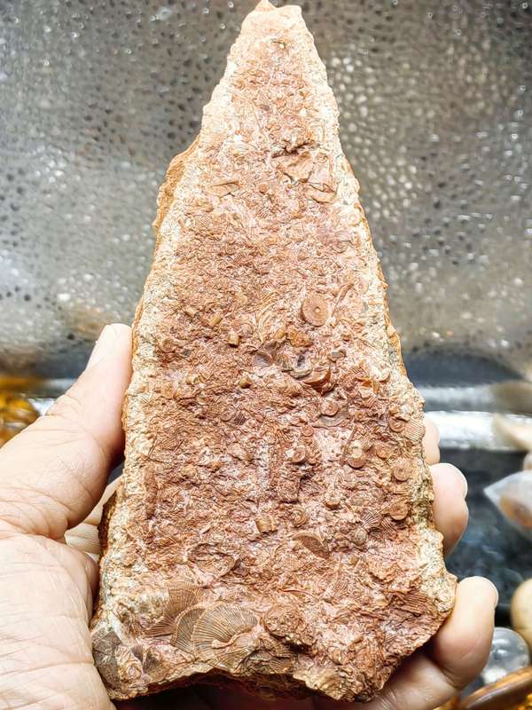 古玩雜項(xiàng)文化期.海洋生物 化 石 集合體拍賣，當(dāng)前價(jià)格0元