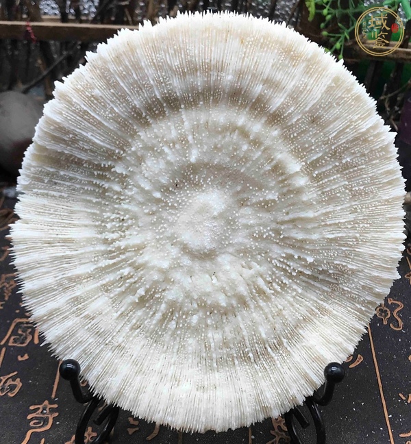 古玩白珊瑚真品鑒賞圖