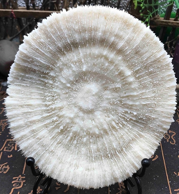 古玩轉賣精美白****拍賣，當前價格188元