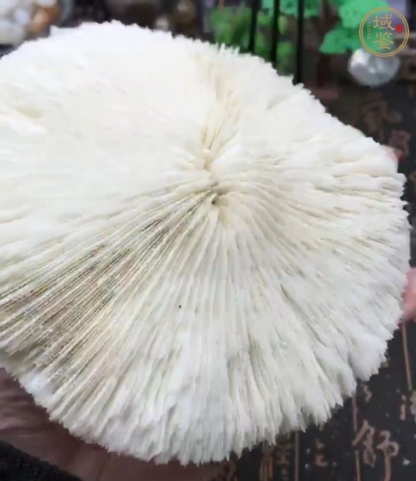 古玩雜項(xiàng)白珊瑚真品鑒賞圖
