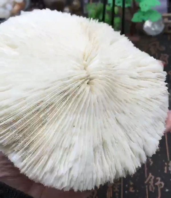 古玩雜項精美白****拍賣，當(dāng)前價格999元