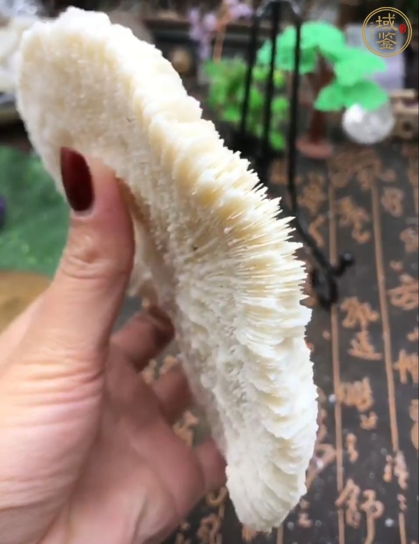 古玩雜項(xiàng)白珊瑚真品鑒賞圖