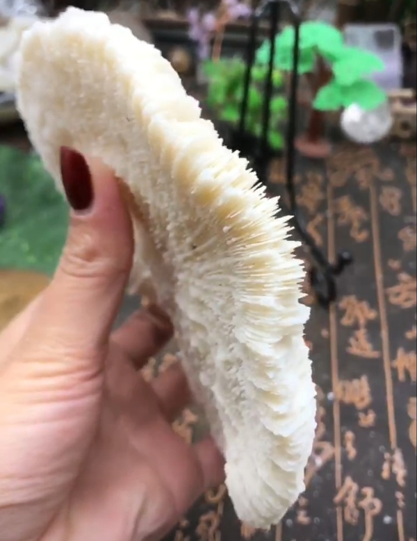 古玩雜項精美白****拍賣,當前價格999元