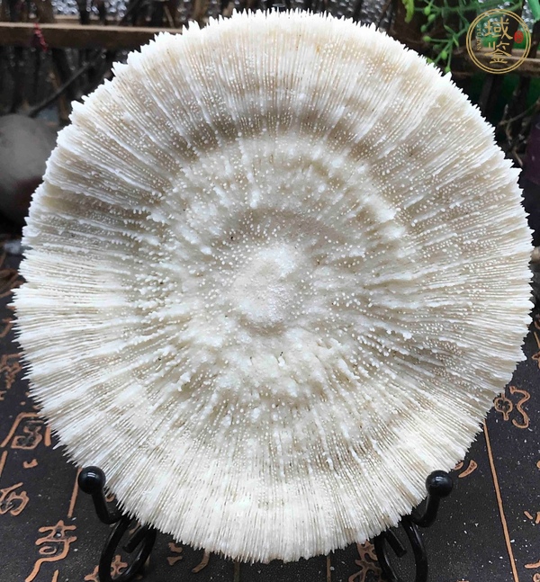 古玩雜項(xiàng)白珊瑚真品鑒賞圖